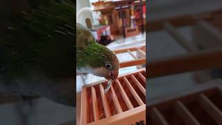 オキナインコがはしごからお賽銭入れる #shortsfeed