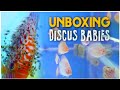 Unboxing Discus Babies | Rafflesia Discus | Bubbles Aqua Coimbatore