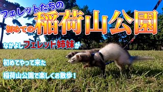 【フェレット】初めての稲荷山公園で楽しくかけっこしてきたよ！