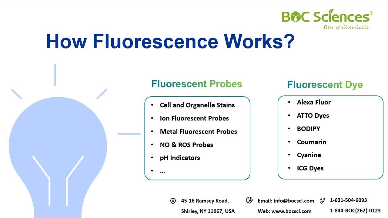 How Fluorescence Works The Science Behind Fluorescent Probes Dyes