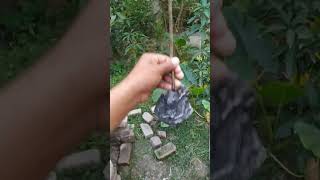 কেউ কী এই গাছের নাম জানো নাকি???#shorts #viral video