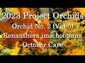 2023 Project Orchids - Renanthera imschootiana - Final Vid 5