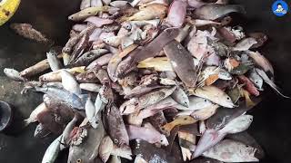 30 நாட்களுக்கு பிறகு கடலில் கிடைத்த கடலில் கிடைத்த மீன்கள் | Fishing, fish varieties, fish selling