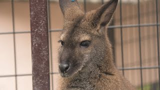 ベネットアカクビワラビー　(日本平動物園/静岡県)