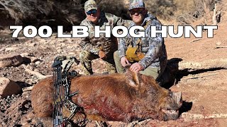 Giant 700 pound Archery Hog Hunt on the Blue Rooster