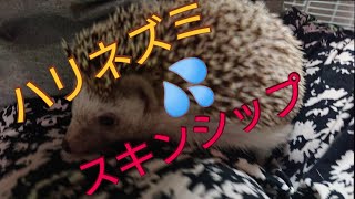 ハリネズミとスキンシップをしてみよう🦔