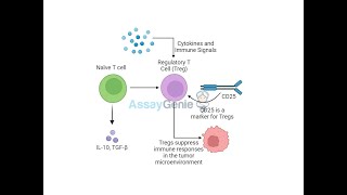 CD25 and Tregs_ Understanding the Role of Regulatory T Cells in Tumor Immunity