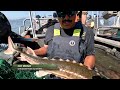 ca delta sturgeon plus trammel netting with the cdfw