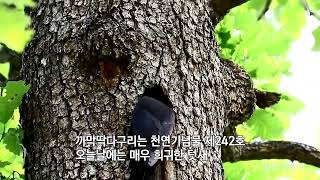 26.숲속의 건축가.외과의사 까막딱따구리 관찰-두 번째 이야기