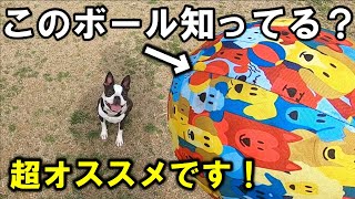 ボール好きな犬に超オススメのおもちゃを紹介します！【ボストンテリア・フレンチブルドッグ】