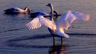 Weihai Rongcheng Swan Lake - China (HD1080p)