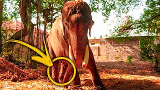 After 50 years in chains  Rescuers put an end to an elephant's decades of suffering