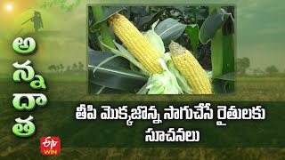 తీపి మొక్కజొన్న సాగుచేసే రైతులకు సూచనలు | Sweetcorn cultivation tips | ETV Telugu