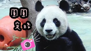 圓圓吃竹葉，突然停住看向觀眾|熊貓貓熊The Giant Panda Yuan Yuan and Yuan Bao|台北市立動物園