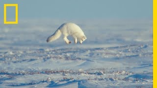 The Unsung Heroes of the Arctic - Ep. 3 | Wildlife: The Big Freeze