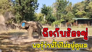 บททดสอบพี่โบ้ ปล่อยพลายคำน้อยให้อยู่ตัวเดียว? อาการมันเป็นแบบนี้! 🤣🐘 เสียงดังไปสามบ้านเจ็ดบ้าน