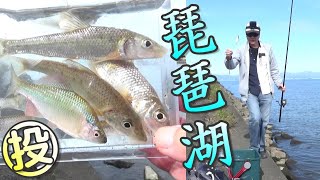 小物釣り。まったり投げ釣り琵琶湖。あの魚多すぎ。　カネヒラ　スゴモロコ　ニゴイ　川の小物釣り70。　小物釣り　ちょい投げ　大漁　Lake BIWA Fishing