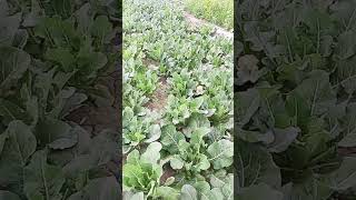 Phool gobhi ka paudha 🌲🌲 #farming #trendingnow #agriculture #shortsvideo #krishi #vlog #bihar