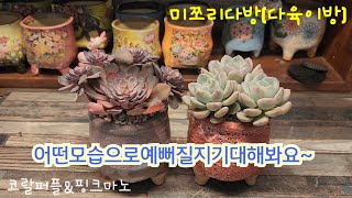 250103 다육이식재하면서말많아진미쪼리ㅋ♡#succulent #다육이