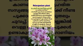 കൃഷി അറിവുകൾ | Pelargonium plant #farming #shorts