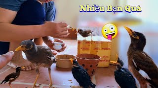 Thăm Lại Bà Sống 1 Mình Và Đón Thêm Bạn Mới Cho Sáo Đen / Quế Nghịch