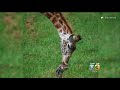 determined baby giraffe learns to walk in ohio