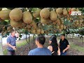 How to harvest kiwi Fruit Amazing kiwi Harvesting & Modern kiwi Agriculture Technology #kiwifarming