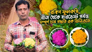 রঙিন ফুলকপি বীজ কোথায় পাবেন | রঙ্গিন ফুলকপি চাষ কিভাবে করবেন | রঙ্গিন ফুলকপি | rongin fulcopy