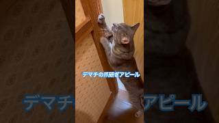 ネコと子ネコとおじさん　キジトラニャーンのデマチの爪研ぎアピール　#shorts #cat #cats #猫 #保護猫 #きじとら猫 #キジトラニャーン