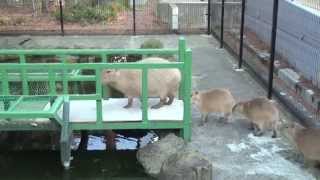 カピバラ　大宮公園小動物園　みんなでゾロゾロ