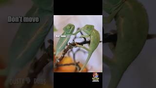 🦎 Hilarious Reptile/Amphibian Voiceover Compilation #dustydubs #voiceover #short