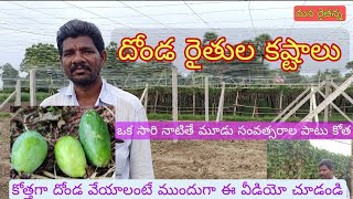 దోండ సాగు ఎకరానికి 10 టన్నుల దిగుబడి /  farmer cutivating IVy Gourd or Tindoora  and problems