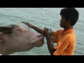 local phangan children give water buffalo a bath, thailand