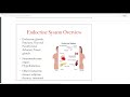 The Endocrine System