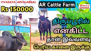 ஒரு லட்சத்து ஐம்பதாயிரம்|பூச்சிகளை|பாய்ச்சல் குணம் #vivasayaarvalargal #cows #cowfarm #kangeyam