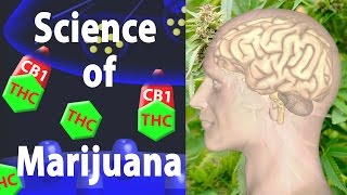 Marijuana Effects on the Brain, the Goods and the Bads, Animation.
