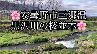 オンライン花見🌸シリーズ【安曇野黒沢川】