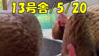 第13号舎・撮影日時2022/5/20