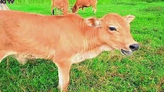 Kawanan Lembu Sapi Ketika Musim Kawin,Suara Sapi Jantan Merayu Betina,Anak Sapi Lucu Memanggil Induk