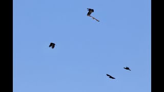 Lapland Long Spur, Short-eared Owl flushed by Crows +more!  Finger Lakes Region New York 1/22/2025.