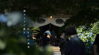 秋田県『 一眼カメラで撮るあきたの風景  』～男鹿市 雲昌寺(紫陽花)～  #akiak 【 VIRTUAL JAPAN (countryside) 】SONY FX3