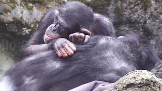 Nihui Stays Close to Mom to Keep Warm.妮慧在媽媽身邊取暖