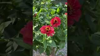 Grow Your Own Zinnias