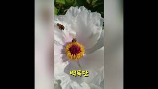 이제야/바우새미농원/백목단꽃 피기 시작!흰모란꽃 예뻐요♡모란이 피기까지는/김영랑시인