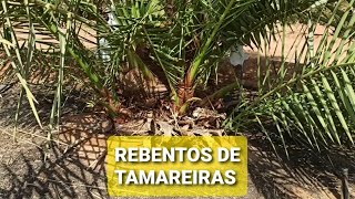 Como escolher os rebentos da tamareira?