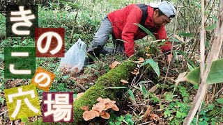 穴場できのこが大量発生