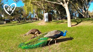 Relaxing Park Walk in 4K - Macintosh Island, Surfers Paradise Australia - Virtual Walking Tour