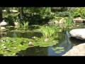 Lotus Pond: Meditation to Quieten the Mind
