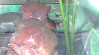 Gerombolan KATAK PESEK dan kawan-kawannya (Litoria caerulea - Green Tree Frog or Dumpy Tree Frogs)