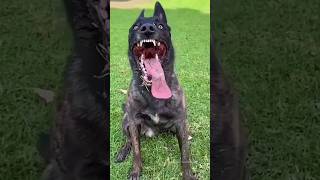 दुनिया का सबसे खतरनाक कुत्ता 🦮🤯  Most Dengerous Dog Breeds in the World #shorts #viral #dogs